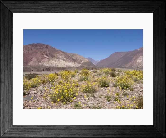 Framed Print : The Andes against a perfect blue sky, with yellow wildflowers in the foreground Framed Print : The Andes against a perfect blue sky, with yellow wildflowers in the foreground