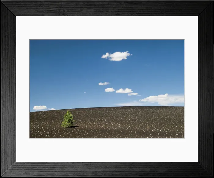 Framed Print : Lone pine tree on a volcanic slope Framed Print : Lone pine tree on a volcanic slope