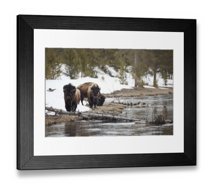 Framed Print : Buffalo walking along the rivers edge in yellowstone national park Framed Print : Buffalo walking along the rivers edge in yellowstone national park