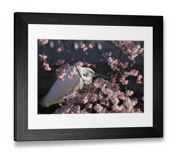 Framed Print : Japanese white egret in a cherry blossom tree Framed Print : Japanese white egret in a cherry blossom tree