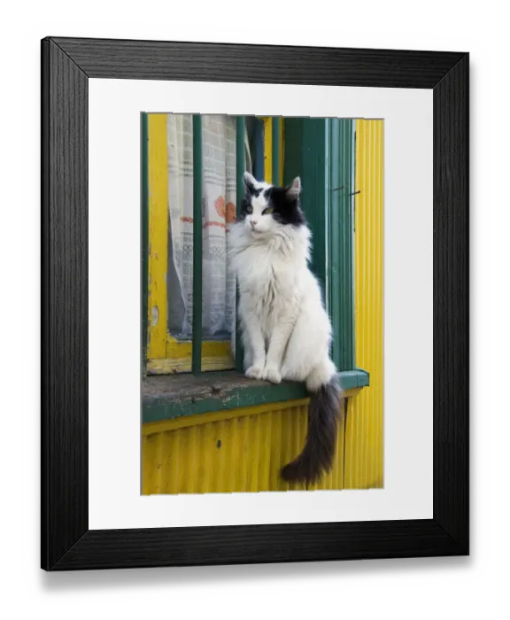 Framed Print : White And Black Cat On A Yellow Window Sill Framed Print : White And Black Cat On A Yellow Window Sill