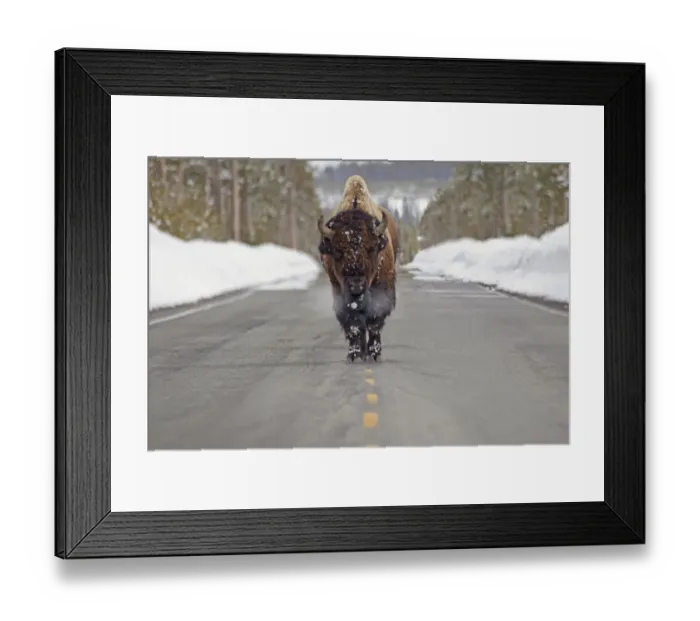 Framed Print : Buffalo walking down the middle of the road in yellowstone national park Framed Print : Buffalo walking down the middle of the road in yellowstone national park