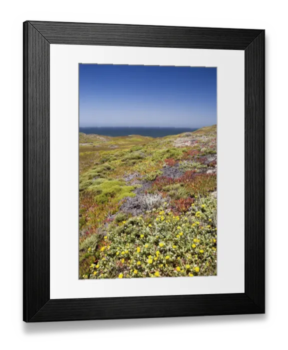 Framed Print : California Coastal Wild Flowers With Ocean In The Background Framed Print : California Coastal Wild Flowers With Ocean In The Background