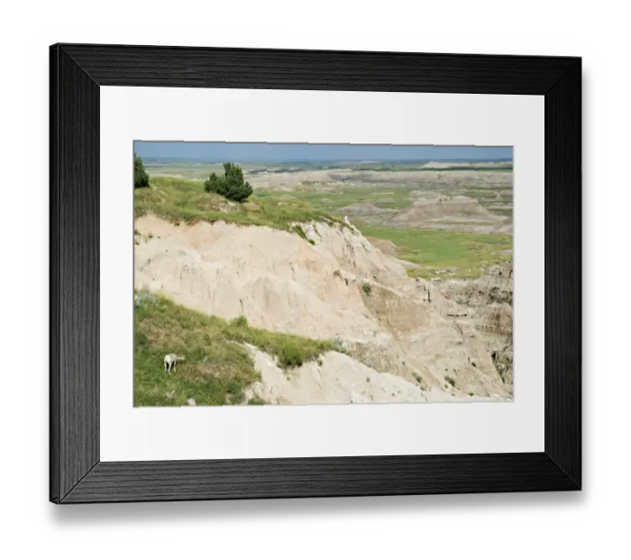 Framed Print : Bighorn Sheep (Ovis Canadensis)On A Hill In Badlands National Park Framed Print : Bighorn Sheep (Ovis Canadensis)On A Hill In Badlands National Park