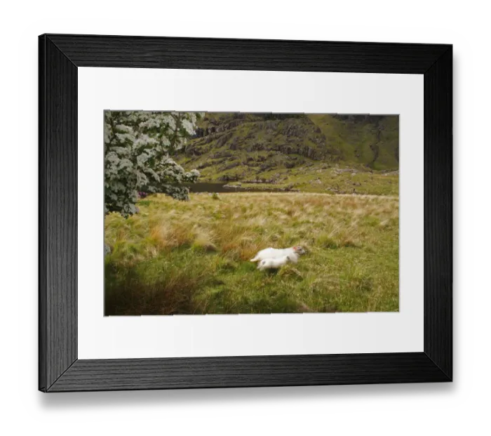 Framed Print : Sheep In The Gap Of Dunloe Outside Killarney Framed Print : Sheep In The Gap Of Dunloe Outside Killarney