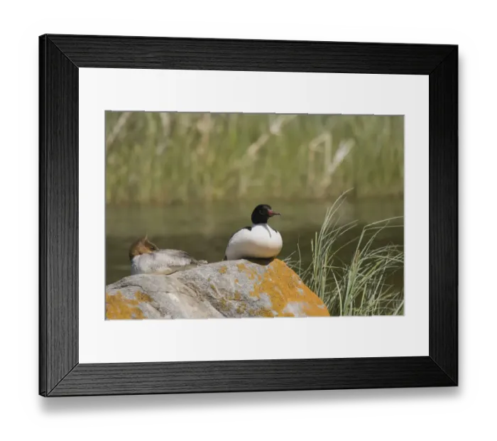 Framed Print : Merganser Resting On A Rock On Prince Albert National Park Framed Print : Merganser Resting On A Rock On Prince Albert National Park
