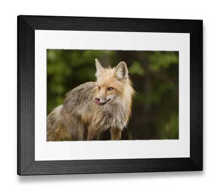 Framed Print : Red Fox (Vulpes Vulpes) In Prince Albert National Park Framed Print : Red Fox (Vulpes Vulpes) In Prince Albert National Park