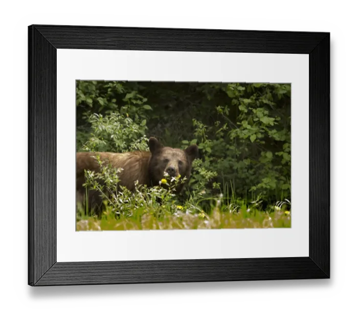 Framed Print : Black Bear (Ursus Americanus) In Prince Albert National Park