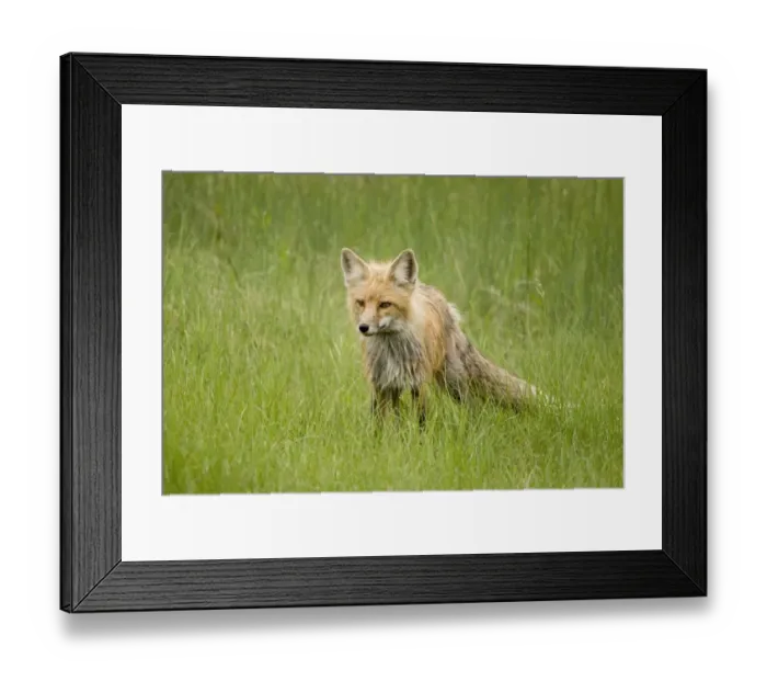 Framed Print : Red Fox (Vulpes Vulpes) In Prince Albert National Park Framed Print : Red Fox (Vulpes Vulpes) In Prince Albert National Park