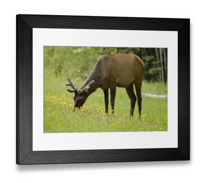 Framed Print : Elk (Cervus Canadensis) Grazing On Wildflowers In Prince Albert National Park