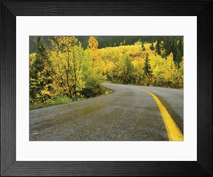 Framed Print : Yellow Road Centre Line And Yellow Trees In Autumn