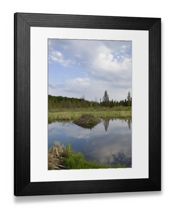 Framed Print : Beaver House In Prince Albert National Park Framed Print : Beaver House In Prince Albert National Park