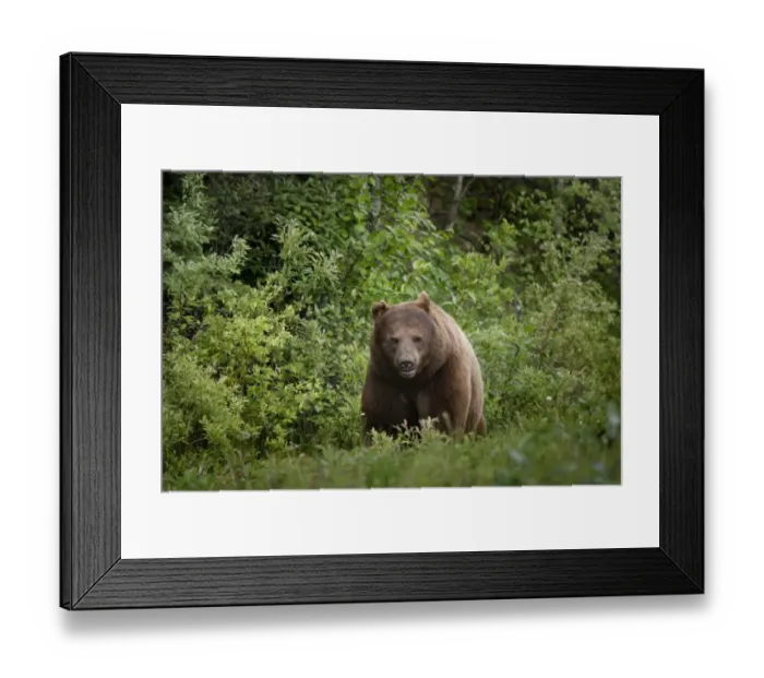 Framed Print : Black Bear (Ursus Americanus) In Prince Albert National Park