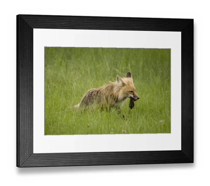 Framed Print : Red Fox (Vulpes Vulpes) With Prey In Its Mouth In Prince Albert National Park