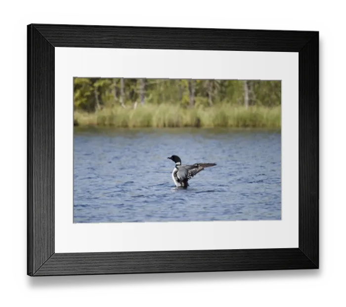 Framed Print : Loon (Gavia Immer) Spreading Its Wings As It Lands On The Water Framed Print : Loon (Gavia Immer) Spreading Its Wings As It Lands On The Water