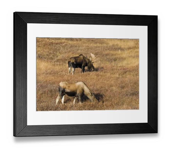Framed Print : Male And Female Moose (Alces Alces) In Autumn Morning Light Framed Print : Male And Female Moose (Alces Alces) In Autumn Morning Light