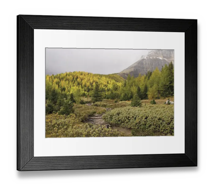 Framed Print : Larch Valley Framed Print : Larch Valley