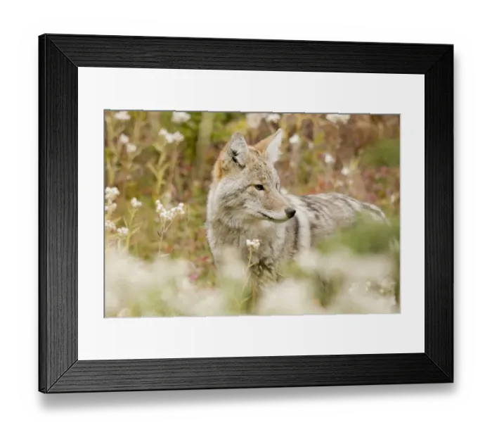 Framed Print : Young Coyote (Canis Latrans) In A Forest Framed Print : Young Coyote (Canis Latrans) In A Forest