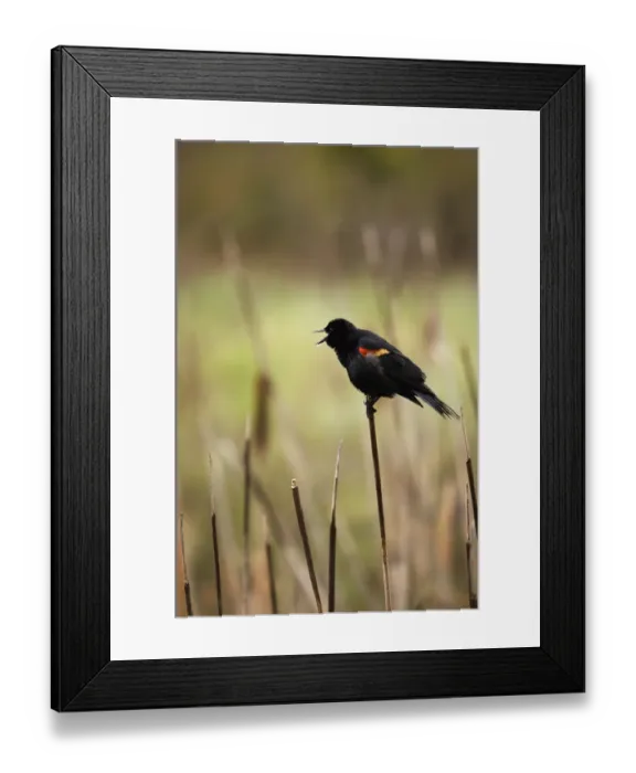 Framed Print : A Red-Winged Blackbird (Agelaius Phoeniceus) Sitting On The Top Of A Reed In Banff National Park Framed Print : A Red-Winged Blackbird (Agelaius Phoeniceus) Sitting On The Top Of A Reed In Banff National Park