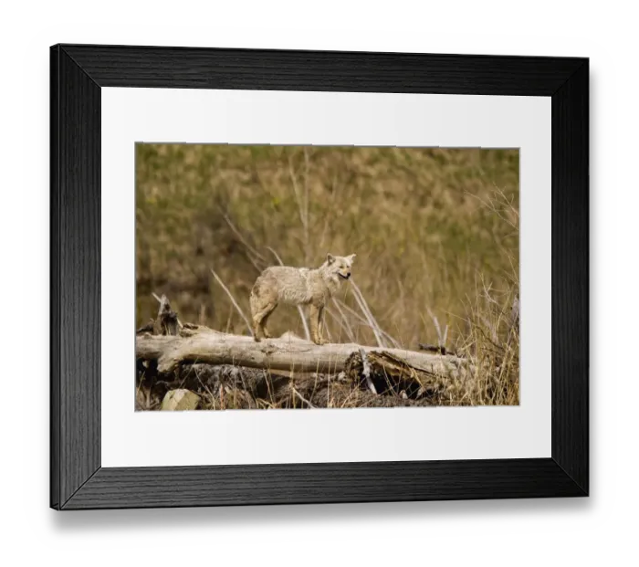 Framed Print : A Coyote Stands On A Dead Tree Trunk Framed Print : A Coyote Stands On A Dead Tree Trunk