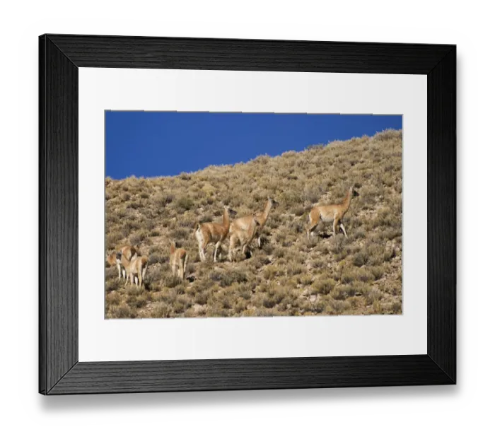 Framed Print : camels grazing on a hillside Framed Print : camels grazing on a hillside