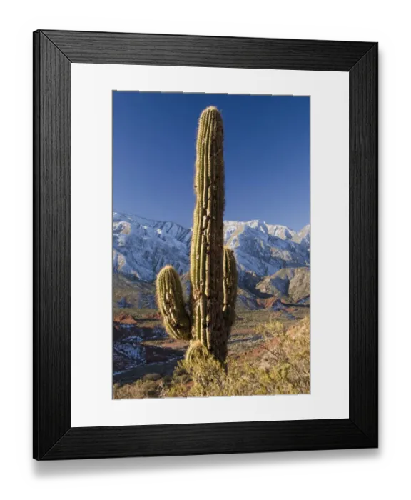 Framed Print : cactus in the andes Framed Print : cactus in the andes