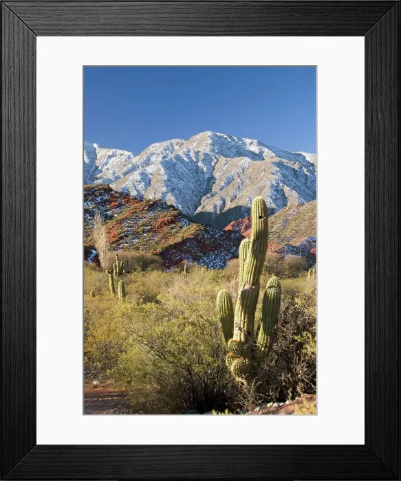 Framed Print : cacti in the andes
