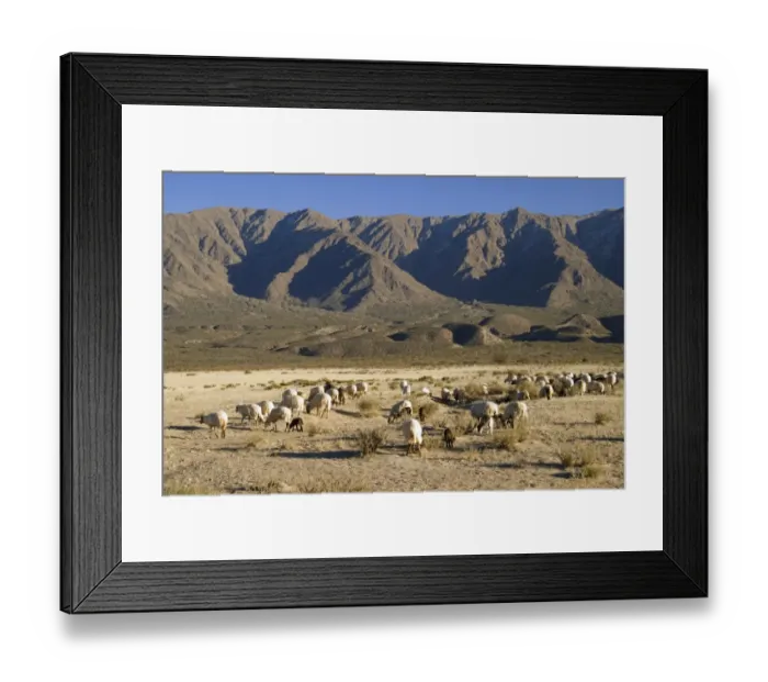 Framed Print : herd of sheep grazing Framed Print : herd of sheep grazing
