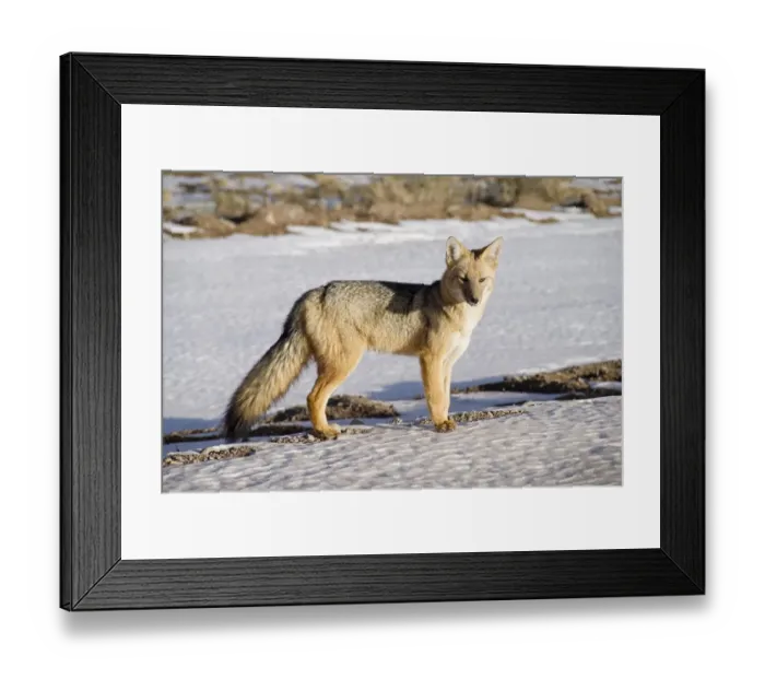 Framed Print : fox in the snow Framed Print : fox in the snow
