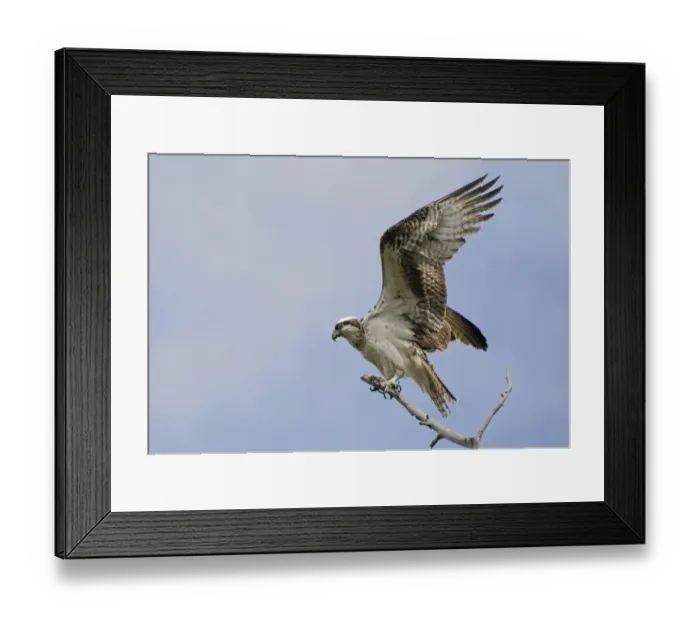 Framed Print : Calgary, Alberta, Canada Framed Print : Calgary, Alberta, Canada