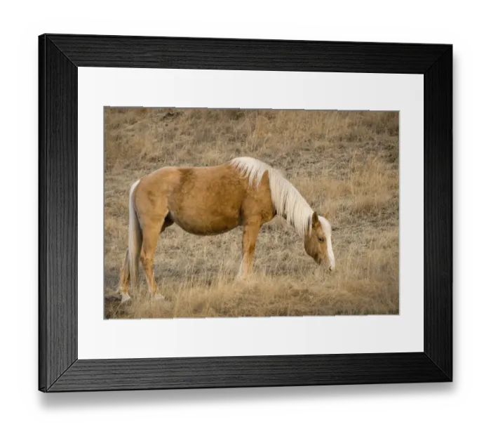 Framed Print : A Brown Horse Feeding On Grass Framed Print : A Brown Horse Feeding On Grass