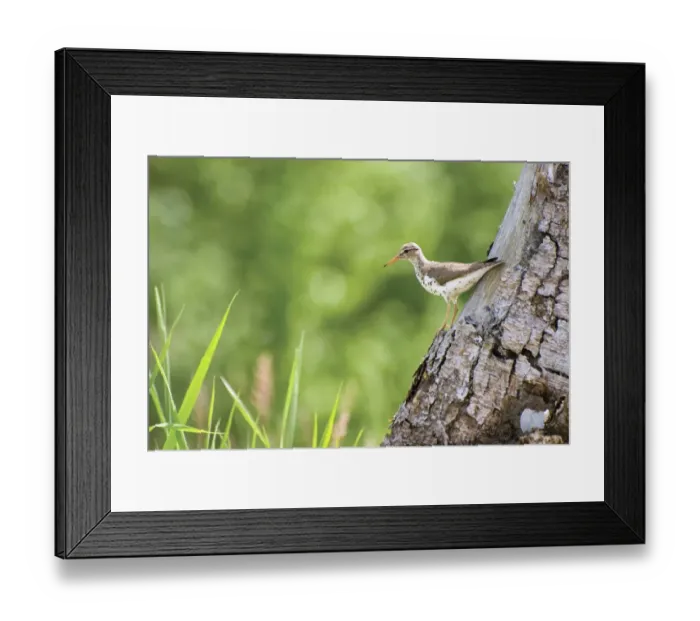 Framed Print : Spotted sandpiper on a tree trunk Framed Print : Spotted sandpiper on a tree trunk