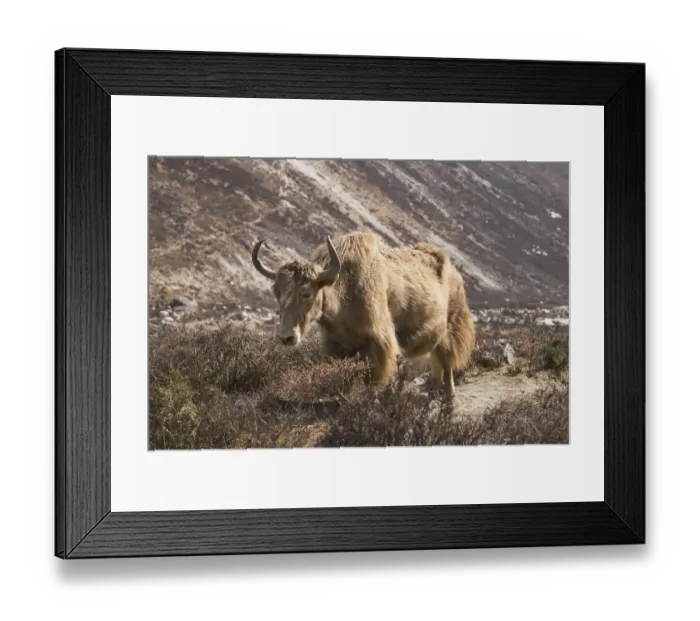 Framed Print : Lone yak outside Dingboche, in the Everest region of Nepal Framed Print : Lone yak outside Dingboche, in the Everest region of Nepal