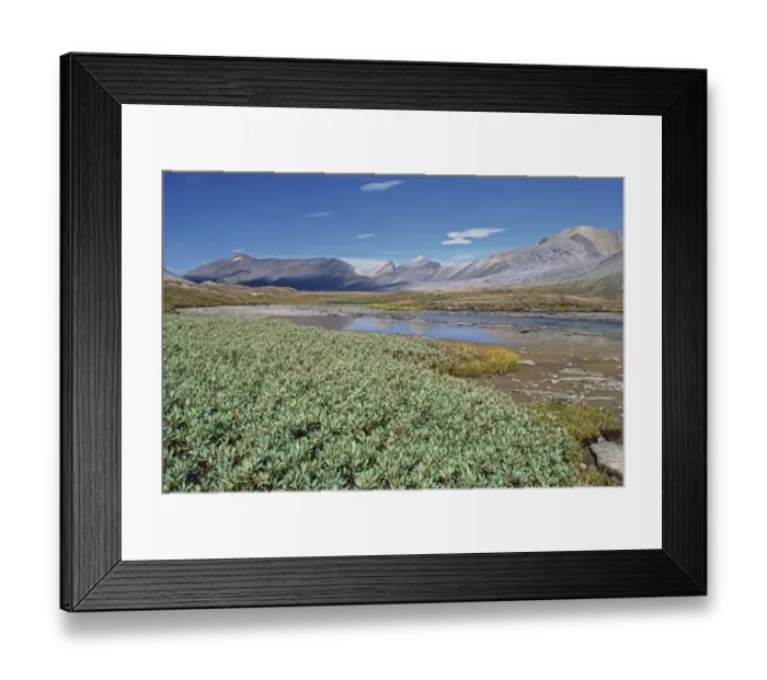 Framed Print : Wilcox Pass in Jasper National Park, Alberta, Canada