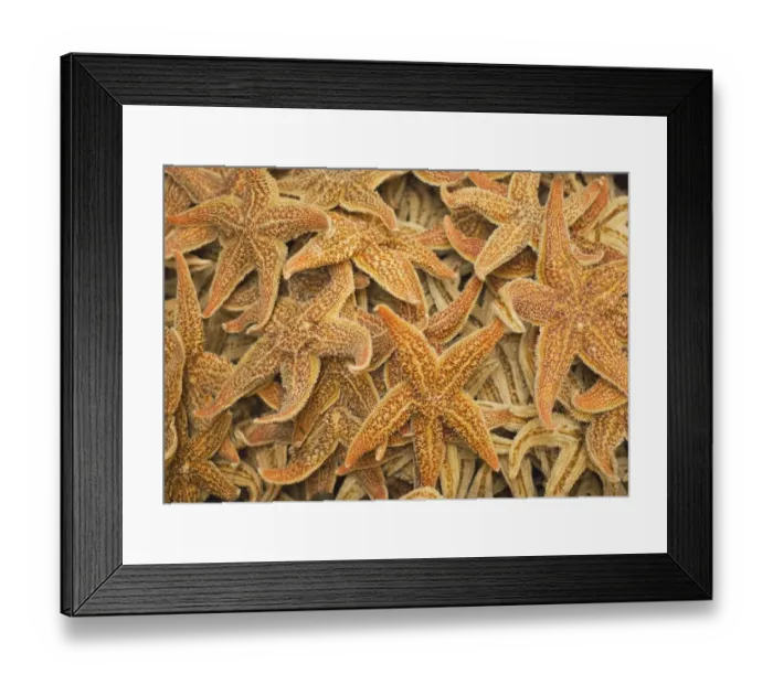 Framed Print : Dried starfish on a street market in Hong Kong, China Framed Print : Dried starfish on a street market in Hong Kong, China