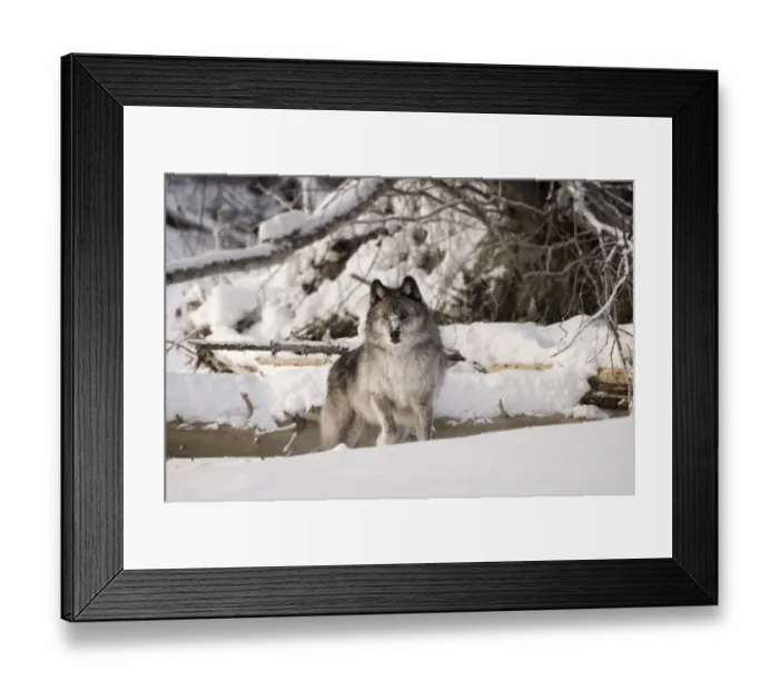 Framed Print : Wolf in the snow Framed Print : Wolf in the snow