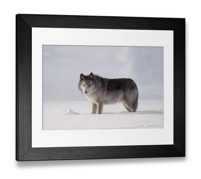Framed Print : Wolf in the snow
