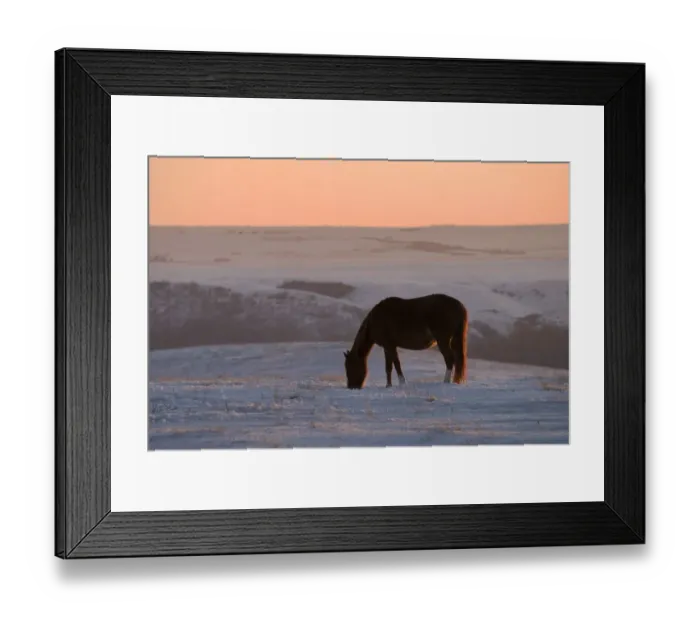Framed Print : Horse at sunset Framed Print : Horse at sunset