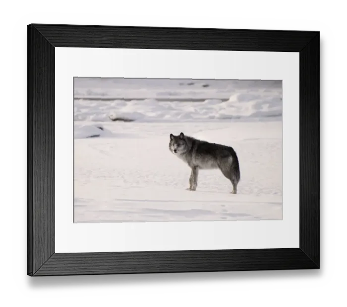 Framed Print : Gray wolf (Canis lupus) in the snow Framed Print : Gray wolf (Canis lupus) in the snow