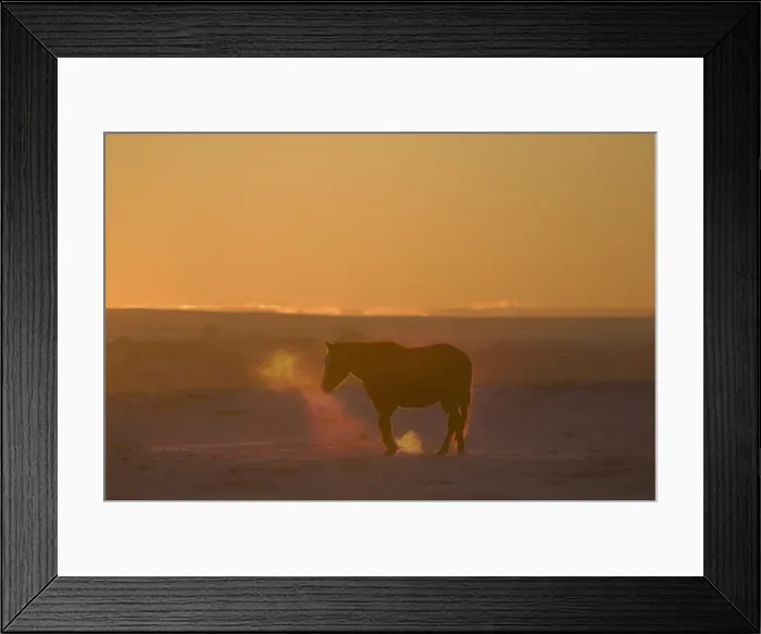 Framed Print : Horse at sunset Framed Print : Horse at sunset
