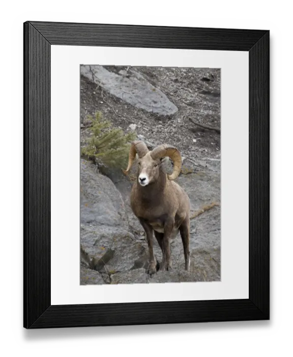 Framed Print : Bighorn sheep (Ovis canadensis) Framed Print : Bighorn sheep (Ovis canadensis)