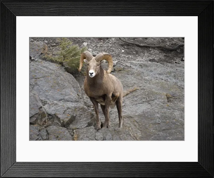 Framed Print : Bighorn sheep (Ovis canadensis) Framed Print : Bighorn sheep (Ovis canadensis)