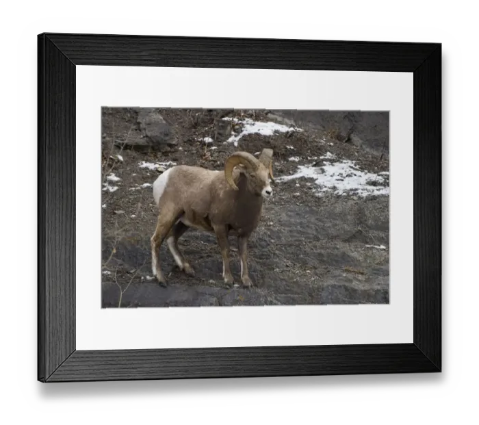 Framed Print : Bighorn sheep (Ovis canadensis) Framed Print : Bighorn sheep (Ovis canadensis)