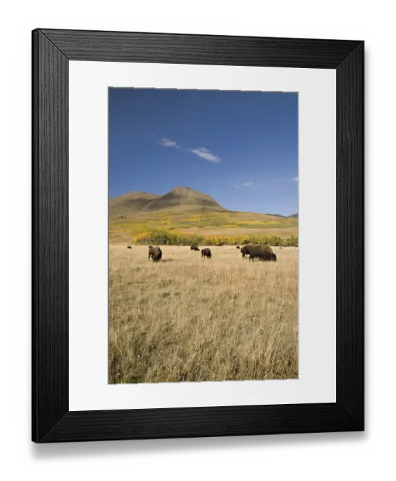 Framed Print : American Bison (Bison bison), Southern Alberta, Canada Framed Print : American Bison (Bison bison), Southern Alberta, Canada