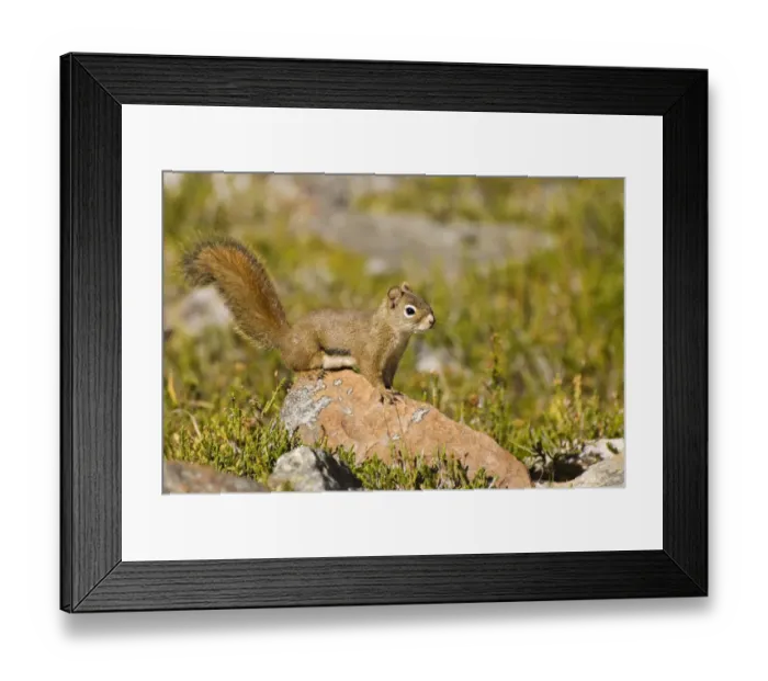 Framed Print : Squirrel Framed Print : Squirrel