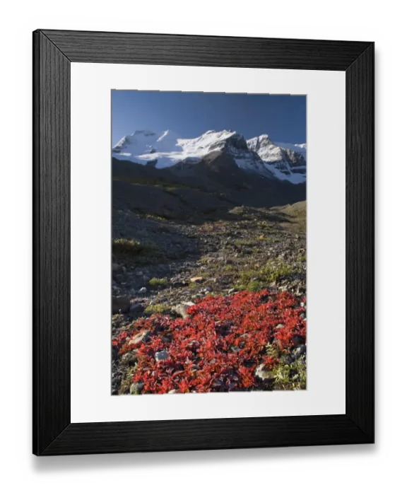 Framed Print : Mount Athabasca, Columbia icefield, Alberta, Canada Framed Print : Mount Athabasca, Columbia icefield, Alberta, Canada