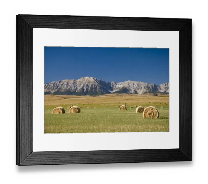 Framed Print : Field of hay bales, Alberta, Canada