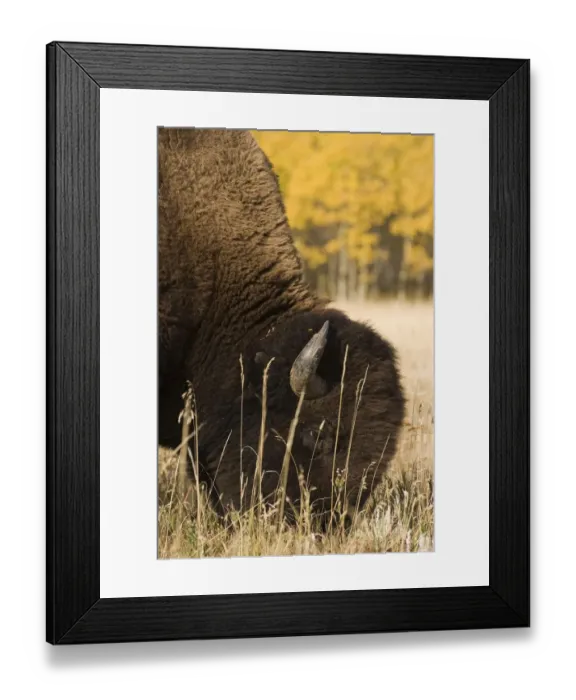 Framed Print : Buffalo grazing Framed Print : Buffalo grazing