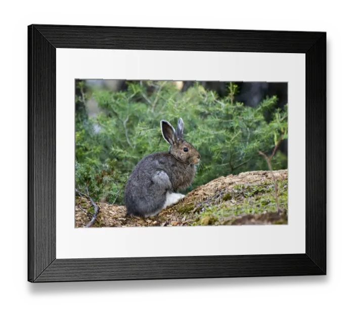 Framed Print : Snowshoe hare Framed Print : Snowshoe hare