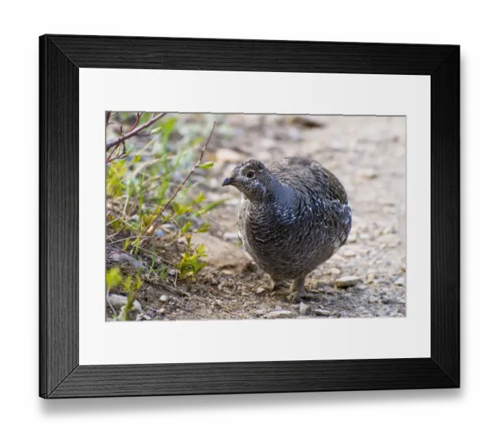 Framed Print : Spruce grouse Framed Print : Spruce grouse
